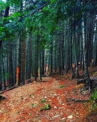 Trees in forest