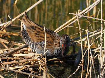 Close-up of a bird