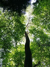 Low angle view of trees in forest