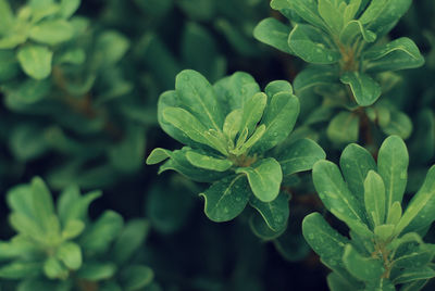 High angle view of raindrops on plant