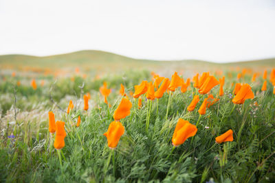 Close-up of flowers growing in field