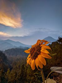 Close-up of orange flower against sky