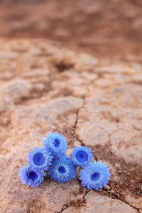 Close-up of blue sand