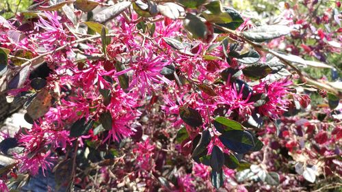 Close-up of flowers growing on tree