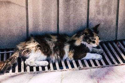 High angle view of cat sitting on floor