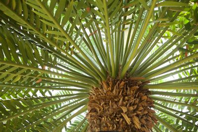 Low angle view of palm trees