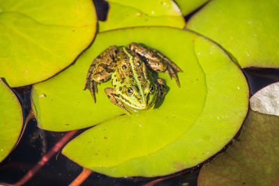 A beautiful common green water frog enjoying sunbathing in a natural habitat at the forest pond. 