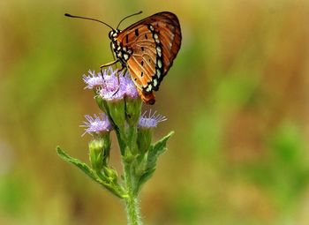 Close-up of butterfly pollinating flower