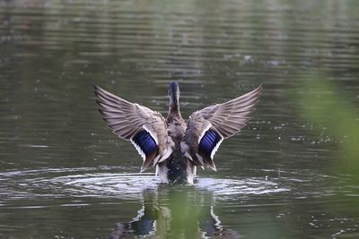 Mallard duck stretching its wings on  lake