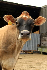 Close-up portrait of cow
