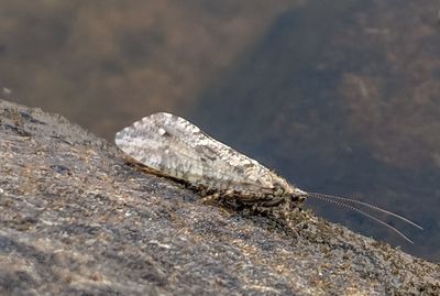 Close-up of butterfly on rock