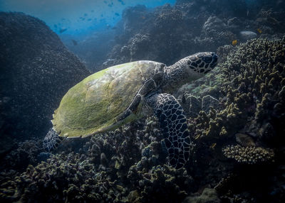 Turtle swimming in sea