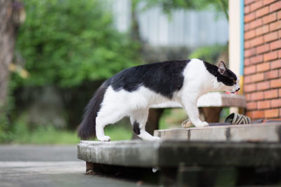 Close-up of cat on retaining wall