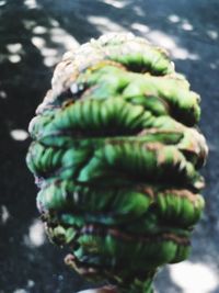 High angle view of vegetables