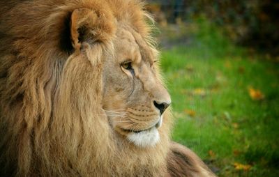 Close-up of lion