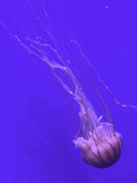 Close-up of jellyfish against blue background - valencia