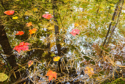 High angle view of maple leaves on tree by lake