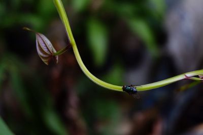 Close-up of insect on plant