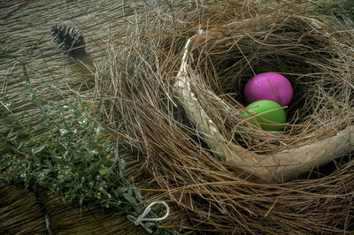 High angle view of bird in nest