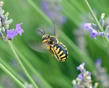 Close-up of bee pollinating on flower