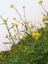 Low angle view of yellow flowers against sky