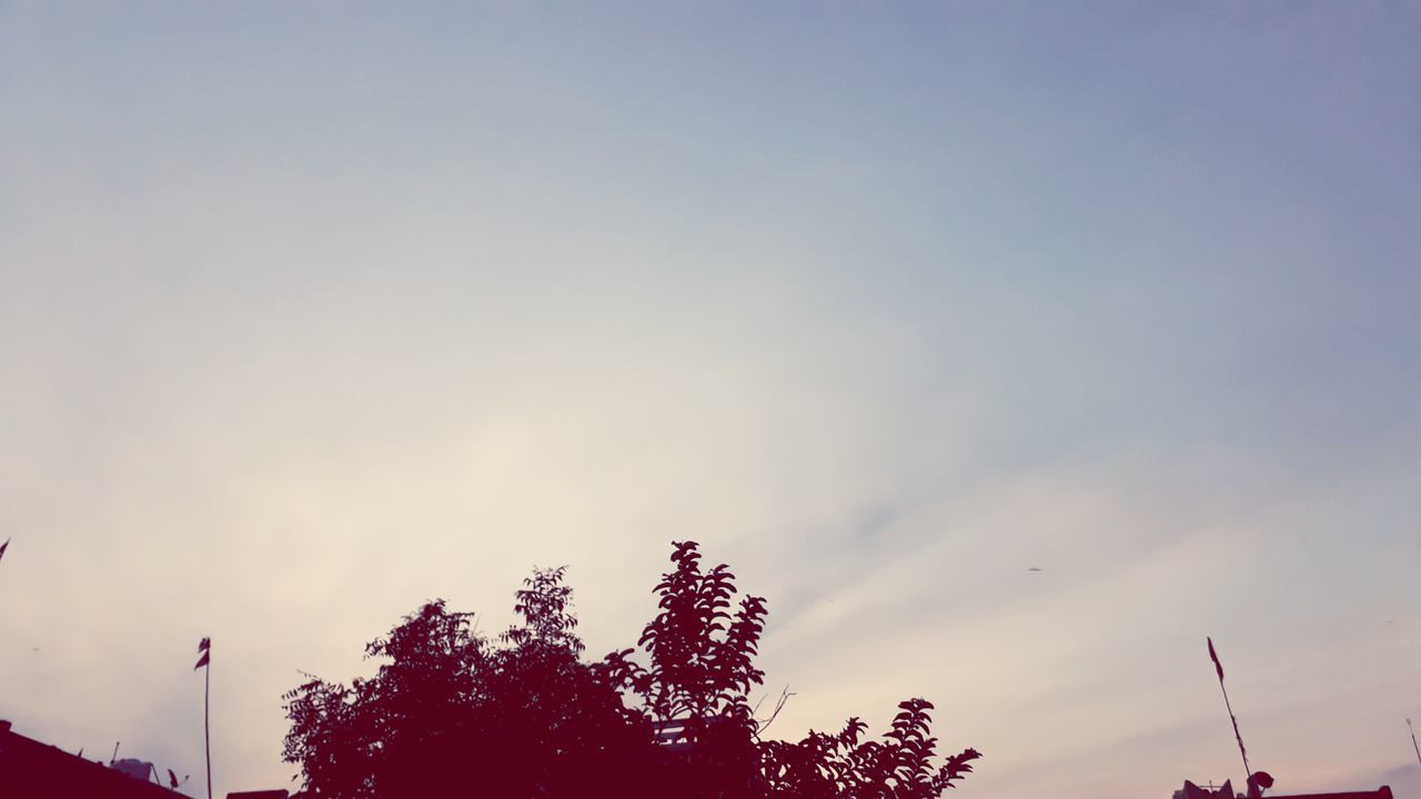 LOW ANGLE VIEW OF SILHOUETTE TREE AGAINST SKY