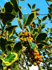 Low angle view of fruits growing on tree
