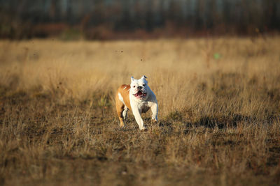 Dog running on field