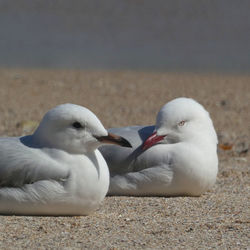 Close-up of seagull