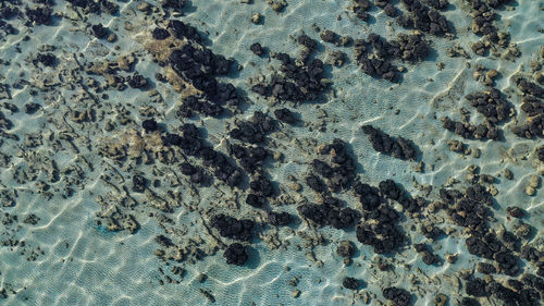 High angle view of starfish on beach