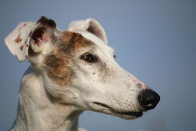 Close-up of dog looking away against clear sky