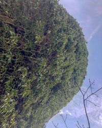 Close-up of tree on field against sky