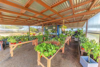 Potted plants in greenhouse