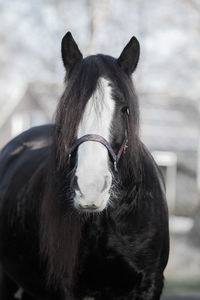 Close-up of a horse