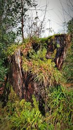Plants growing on field