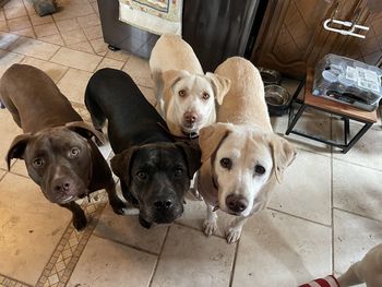 Happy pups seeking treat