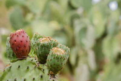 Close-up of plant