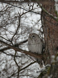 Close-up of bird perching on tree