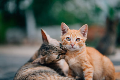 Portrait of tabby cat