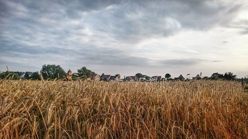 Scenic view of crops growing on field against cloudy sky