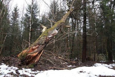 Bare trees in forest during winter