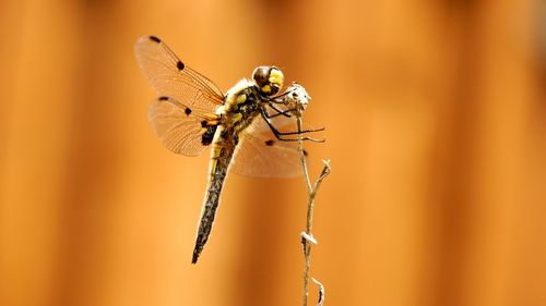 Close-up of dragonfly on dry plant