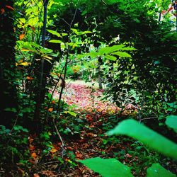 Trees in forest