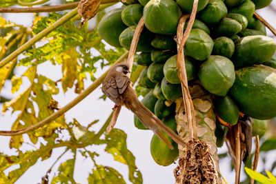 Low angle view of bird perching on tree