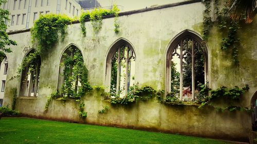 Plants against building