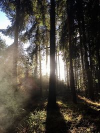 Low angle view of trees against sky