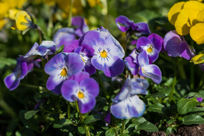 Close-up of purple flowering plants