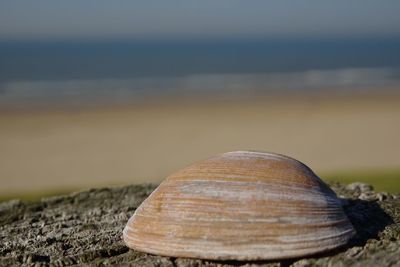 Close-up of shell on rock at beach against sky