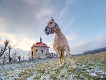 View of a white isabela  horse on snowy field in front of traditional village chapel