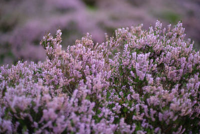 Close-up of purple flowering plants